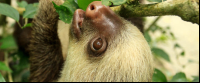        Jaguar Rescue Center Young Two Toed Sloth
  - Costa Rica