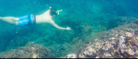        snorkel guide underwater 
  - Costa Rica