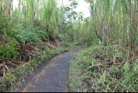        arenal national park pathway 
  - Costa Rica