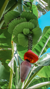        banana flower with baby bananas finca kobo chocolate tour 
  - Costa Rica