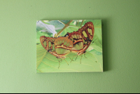        butterfly artwork mariposariobb 
  - Costa Rica