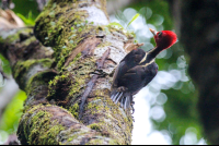        Woodpecker  On Wood Sirena Station Corcovado
  - Costa Rica