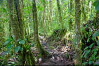        rock and sand trail under moss covered trees at arenal volcano  eruption site lookout point
  - Costa Rica