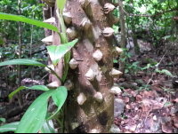        spiny cedar 
  - Costa Rica