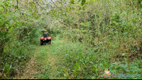        atv nosara tour going through jungle trail area
  - Costa Rica