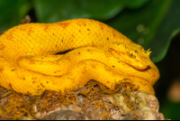        Yellow Pit Viper  On Tree Trunk Monteverde
  - Costa Rica