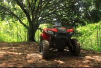        midworld atv mango tree 
  - Costa Rica