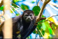        Howler Monkey On A Tree Nosara Reserve
  - Costa Rica