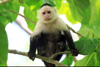        cahuita national park snorkeling hiking tour capuchin 
  - Costa Rica