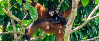        Spider Monkey With Baby On Her Back San Pedrillo Ranger Station Corcovado National Park
  - Costa Rica