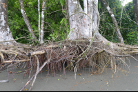        Tree Roots On The Beach At Sirena Ranger Station
  - Costa Rica