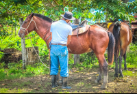        Cowboy Preparing The Horses Rancho Tropical
  - Costa Rica