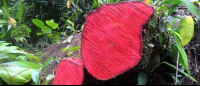        tortuguero national park attraction red tree 
  - Costa Rica