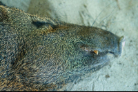       Collared Peccary Sleeping Face Close Up Tortuga Island
  - Costa Rica