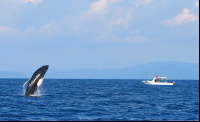        whale watching tour breeching whale 
  - Costa Rica