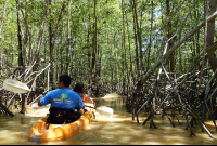        manglar isla mangrove kayak white mangroves 
  - Costa Rica