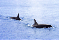        pair of orcas srake bay 
  - Costa Rica