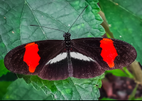        Heliconius Melpomene Amaryllis Butterfly Dorsal View Las Palmas Butterfly Garden
  - Costa Rica