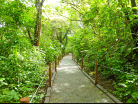        Trail For Disable At Carara National Park
  - Costa Rica