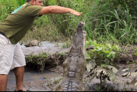        crocodile safari tour feeding 
  - Costa Rica