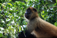        turtle beach lodge spider monkey 
  - Costa Rica