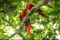        Macaws Kissing On The Top Of The Trees In Sirena Ranger Station Corcovado
  - Costa Rica