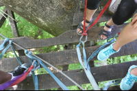        looking down from wingnutscanopy 
  - Costa Rica