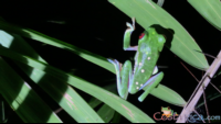        red_eyed tree frog.png
  - Costa Rica