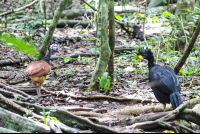       Birds Walking On The Forest Floor
  - Costa Rica
