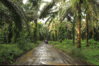        fourtrax path 
  - Costa Rica