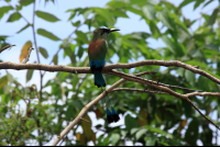        crocodile safari tour motmot 
  - Costa Rica