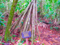        Tree With Long Roots Corcovado Canopy Tour
  - Costa Rica