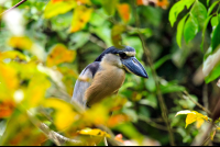        Turtle Beach Lodge Boat Billed Heron
  - Costa Rica