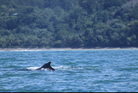        Uvita Beach Attraction Humpback
  - Costa Rica