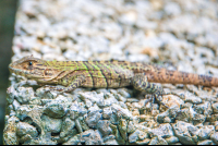        Manuel Antonio National Park Tour Lizard
  - Costa Rica