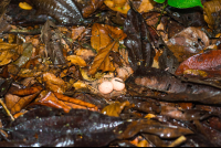        Eggs Laid On The Ground By A Bird In Los Patos Trail
  - Costa Rica