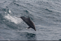        dolphins jumping 
  - Costa Rica