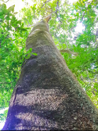        Tall Tree Cabo Blanco Reserve
  - Costa Rica