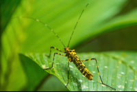        Insect Celeteste River Waterfall Tour
  - Costa Rica