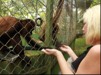       kids saving the rainforest attraction snacks for spider monkeys 
  - Costa Rica
