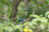        turquoise browed motmot profile 
  - Costa Rica