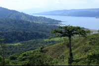        rancho margot tree lake arenal 
  - Costa Rica