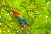        scarlet macaw aguila de osa drake bay 
  - Costa Rica