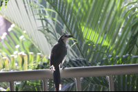        white throated magpie sol samara 
  - Costa Rica