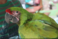        great green side stare
  - Costa Rica