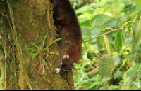        selvetura coati 
  - Costa Rica