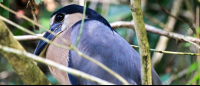        tortuguero national park attraction boat billed heron 
  - Costa Rica