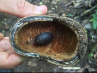        guanacaste seed samara trails hike 
  - Costa Rica