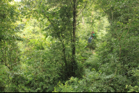        titi canopy tour guide in forest 
  - Costa Rica