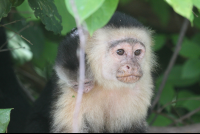        mama capuchin baby on back 
  - Costa Rica